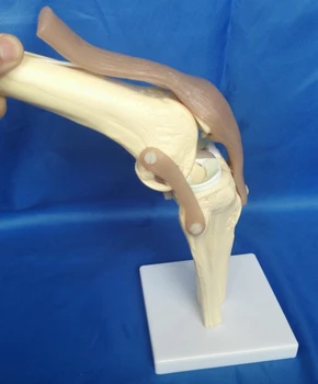 Гъвкав модел на човешкото колянната става с функционален модел на кабели на патела