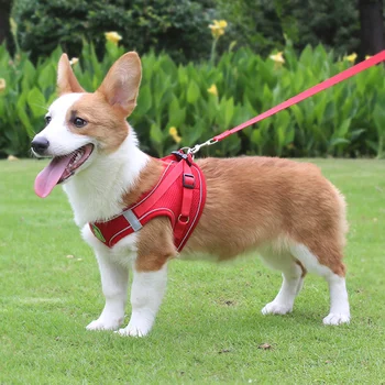 Нашийник за коте, найлон шлейка за малки до средни кучета XS-XL, отразяваща жилетка за малки кученца с регулируема каишка за разходки